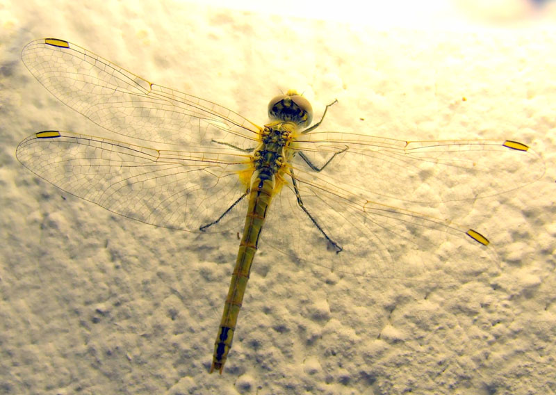 Sympetrum fonscolombii
